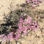 Limonium tuberculatum Flower