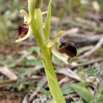 Ophrys arachnitiformis ശീലം