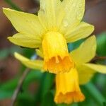 Narcissus jonquilla Blomst