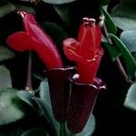 Aeschynanthus radicans Цветок