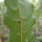 Cupaniopsis apiocarpa Blad