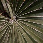 Chamaerops humilis Blad