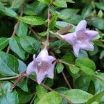 Abelia x grandiflora Flower