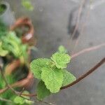 Lavatera bryoniifolia Leaf