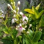 Pseuderanthemum carruthersii Floro