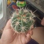 Echinocactus texensis 葉