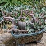 Pachypodium rosulatum Habit