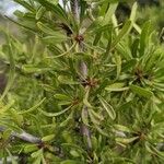 Rhamnus lycioides Folha