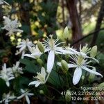 Clematis ternifloraCvet