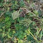 Indigofera hendecaphylla Fuelha