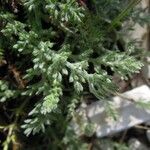 Achillea barrelieri Frunză