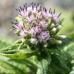 Saussurea acuminata Flor