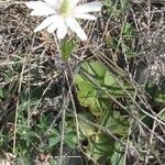 Anemone berlandieri 整株植物