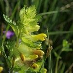 Rhinanthus major Blomma