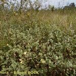 Malvella leprosa Habit