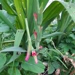 Gladiolus communis Cvet