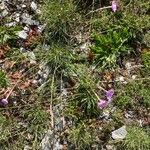 Dianthus sylvestris Tervik taim