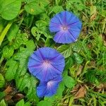 Ipomoea indicaപുഷ്പം