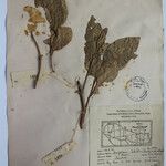 Terminalia anogeissiana Sonstige