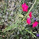 Linum grandiflorum Habit