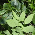 Celtis caucasica Leaf