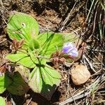 Craterostigma plantagineum Leaf