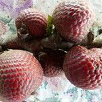 Mauritia flexuosa Fruit