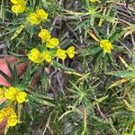 Euphorbia dendroides Blomma