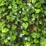 Viola × melissifolia Leaf