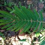 Albizia niopoides ഇല