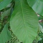 Magnolia macrophylla Leaf