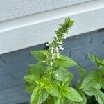 Ocimum americanumŽiedas