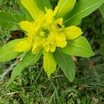 Euphorbia hyberna Flower