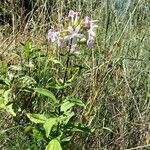 Saponaria officinalisЛіст