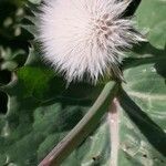 Sonchus oleraceusFruto