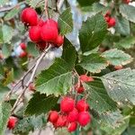 Crataegus submollis Folha