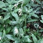 Pollia japonica Cvet