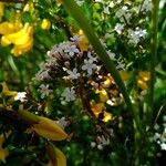 Valeriana tripteris Flower