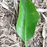 Citrus sinensis Blad