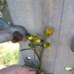 Bidens bipinnata പുഷ്പം