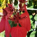 Mussaenda erythrophylla Квітка