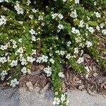 Bacopa repens Fleur