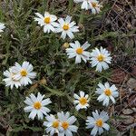 Melampodium leucanthum Кветка