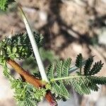 Acacia tortilis Leaf