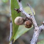 Diospyros batocana Fruit