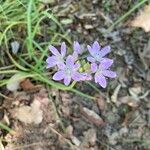 Allium unifolium Lorea