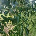 Ligustrum lucidumFlower