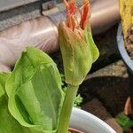 Scadoxus multiflorusപുഷ്പം