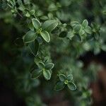 Buchozia japonica Leaf