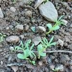 Lupinus angustifolius Feuille